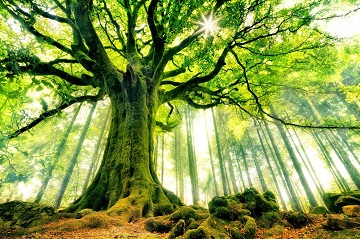 Les arbres dans la sunna prophtique