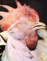 ما هو أنفلونزا الطيور ( أنفلونزا أفيان ) ؟