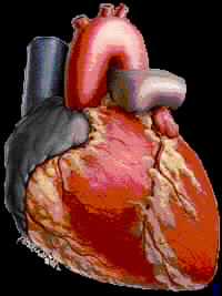 أسباب مرض القلب وسمومه الضارة