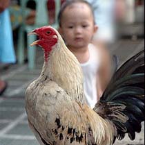 Bird Flu Could Kill 150 Million People