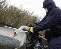 China: 2,600 Birds Dead of Bird Flu