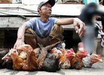 Bird Flu Fears already Affecting Economies 