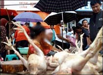 Bird Flu Kills Young Woman in Indonesia 