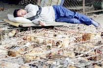 Bird flu to cost world $800bn