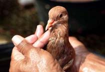 Indonesia Says 2 more Deaths from Bird Flu Confirmed 