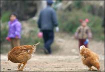 WHO to Send Mission to China Bird Flu Province