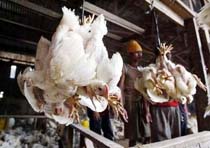 Indonesia Confirms Ninth Death from Bird Flu