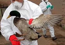 Third Turkish Dead in Bird Flu Case