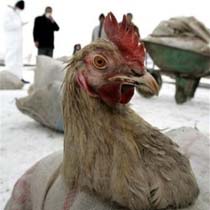 Bird Flu Risk is Global, Says WHO