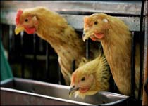 US Scientists Claim New Bird Flu Vaccine