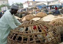 Nigeria Confirms Bird Flu Spread 