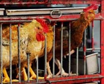 China Sees 9th Bird Flu Death, Baku Fears Europe