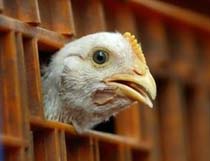 Indonesia’s Bird Flu Death toll Up to 22