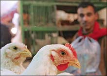 Egyptian Woman Dies of Bird Flu 