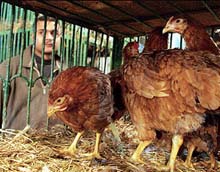 Fifth Bird Flu Fatality in Egypt 