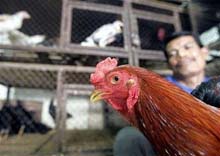 Indonesia Bird Flu Deaths Hit 42 