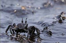 Pollution Threatens Lebanese Beaches 