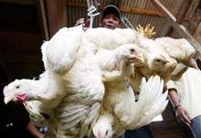 Indonesia Bird Flu Toll Hits 43