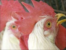 Asia steps up bird flu fight