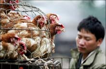 Bird flu death sparks fear