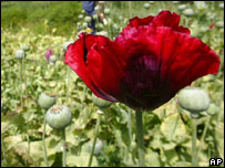 Afghan opium crop 