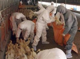 S.Korea culls 3 mln birds as bird flu spreads fast