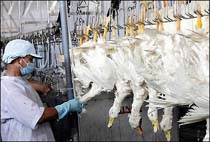 Bird Flu Kills 47th Asian Victim in Vietnam