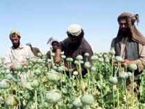 2 Tons of Hashish Seized in Karachi