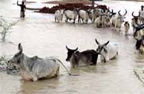 India Flood Death Toll Rises to 94