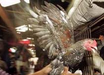 Indonesia Suspects Bird Flu Deaths 