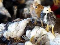 First Bird Flu Deaths Confirmed In Indonesia