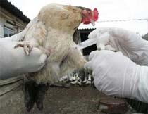 Europe Acts to Prevent Bird Flu