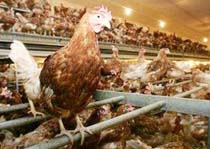 Bird Flu Suspected in Woman